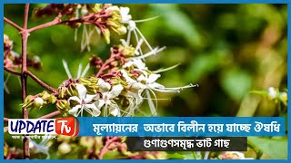 মূল্যায়নের  অভাবে বিলীন হয়ে যাচ্ছে ঔষধি গুণাগুণসমৃদ্ধ ভাট গাছ || আপডেট টিভি screenshot 3