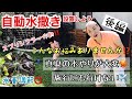真夏の水やりが大変です