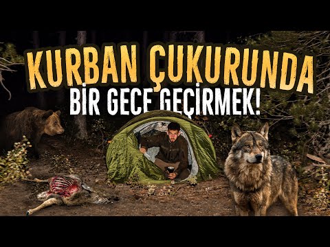 KURBAN ÇUKURUNDA BİR GECE GEÇİRMEK! AYILARLA, KURTLARLA ÇADIR KAMPI!