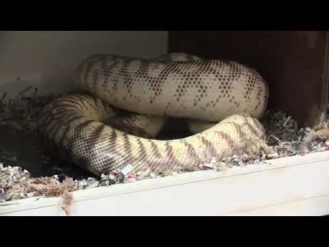 Gravid Pythons and Barrel Rolling : K Brothers Pythons : Two Minute Tip