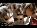 Siberian Husky Puppies ~ 31 days old