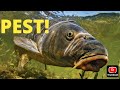 INVASIVE FISH! Carp fishing in urban lake
