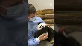 Panda cub bottle-fed in zookeepers arms