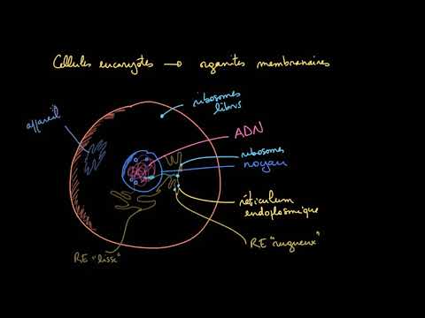 Vidéo: Les cellules eucaryotes ont-elles une membrane cellulaire ?