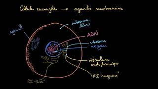 Les organites membranaires dans les cellules eucaryotes