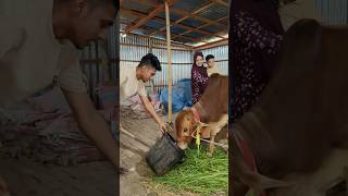 আলহামদুলিল্লাহ আমাদের কোরবানির গরু। ❤️ screenshot 3