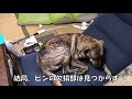 嫁が入院に、犬はイタズラを