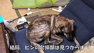 嫁が入院に、犬はイタズラを