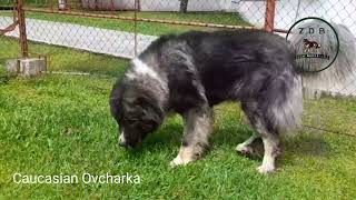 Caucasian Ovcharka by ZDB Kennel 166 views 1 year ago 1 minute, 1 second