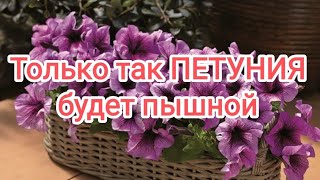 Только так ПЕТУНИЯ будет пышной!!! Обрезка петунии на стадии рассады. #петуния #петунияизсемян