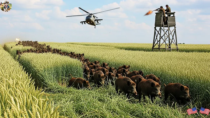 UNBELIEVABLE! Texas Farmers Use Every Means to Deal with Wild Hogs Destroying Their Farms