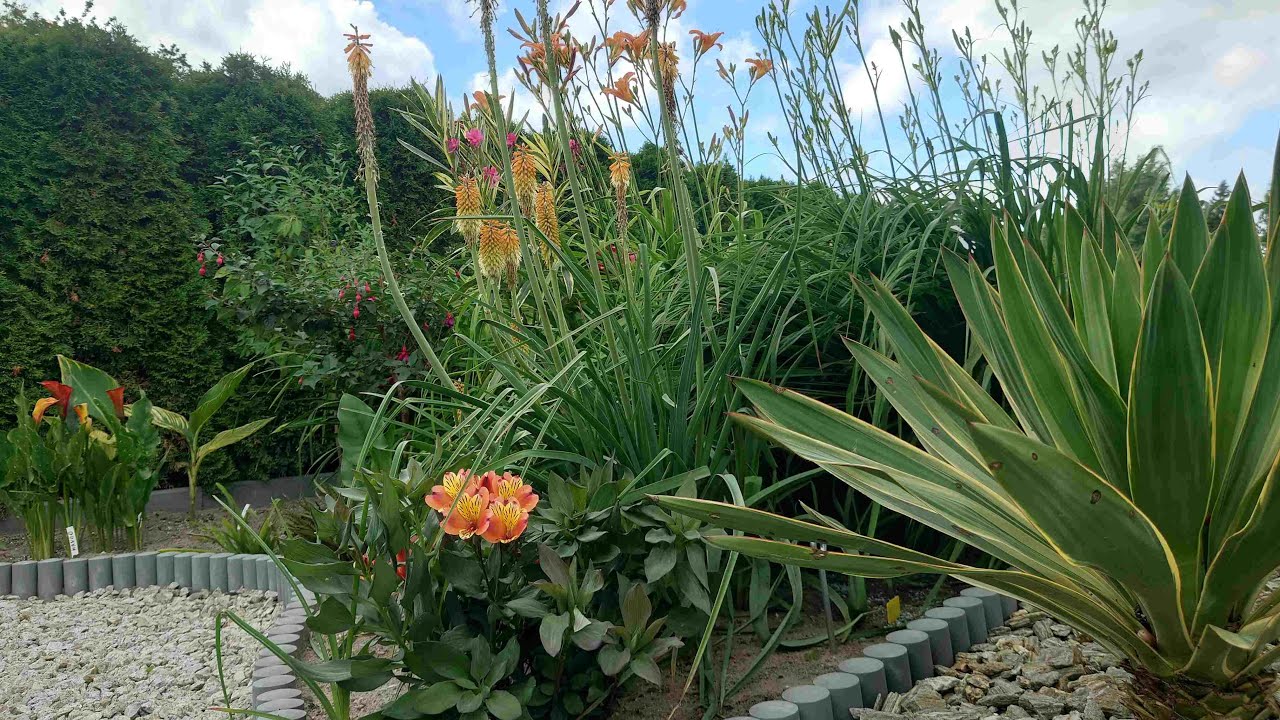 (320) Zapraszam na pierwszy tegoroczny spacer po ogrodzie 😁