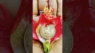 maa laxmi🥰🙏ji maa durga vastu tips#shorte#virale#video#vastu#tips