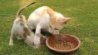 Feral Cat Maya Stuck Between Kittens While Eating