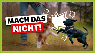 Typische FEHLER von HUNDEHALTERN – vermeidet das schon im Welpenalter