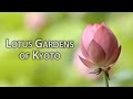 Beautiful kyoto lotus gardens in kyoto