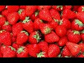 STRAWBERRY FARMING: Part 1