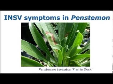 Video: Wat is INSV: leer over de symptomen en behandeling van het Impatiens Necrotic Spot Virus