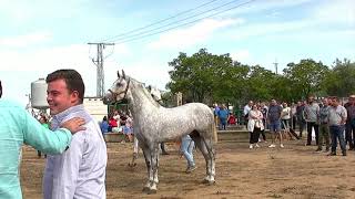 Rodeo 2023 Feria y Fiestas de Zalamea de la Serena