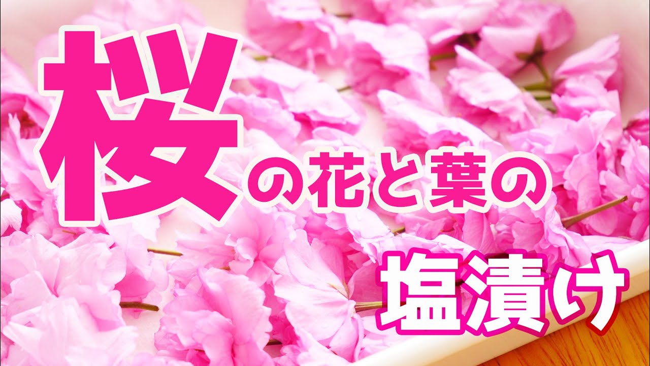 桜の花と葉の塩漬け Youtube
