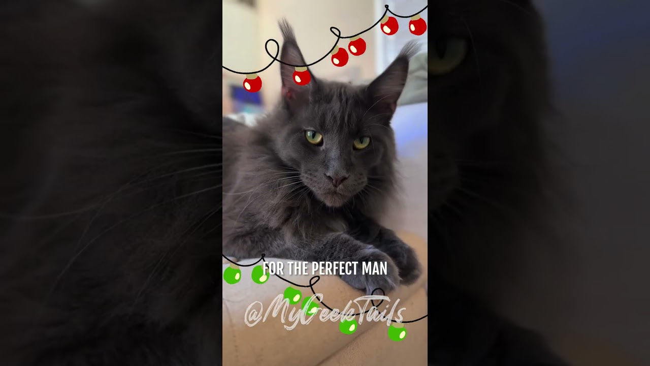 Ladies, SANTA has already tried to take me.....but I'm taken #cat #kitten #mainecoon