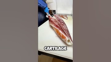 Deze werknemer is bezig met een reuzeninktvis😱