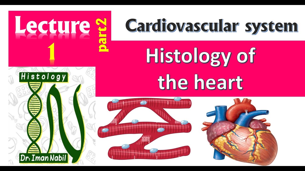 1a-Histology of the heart part1-Cardiovascular system