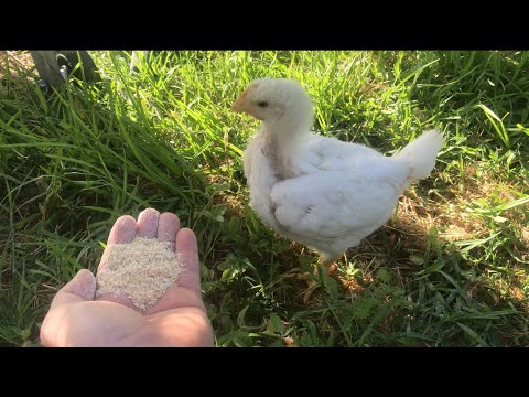 Βίντεο: Πώς να μεγαλώσετε νεοσσούς κοτόπουλου κρεατοπαραγωγής