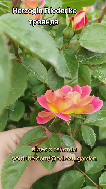 троянда Герцогіня Фредерік #садівництво #rose #квітидлясаду #квіти# ...