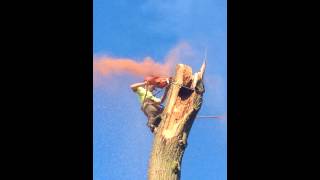 Wind blown oak dismantle.