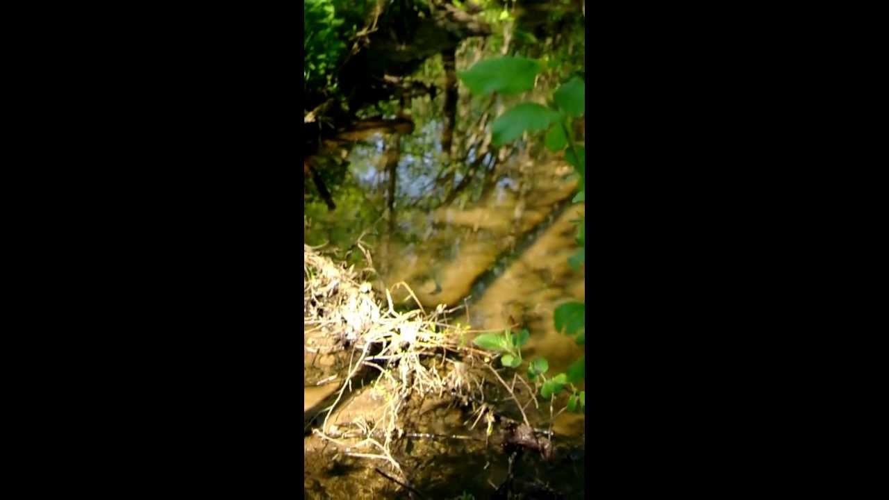 лесной ручей - YouTube