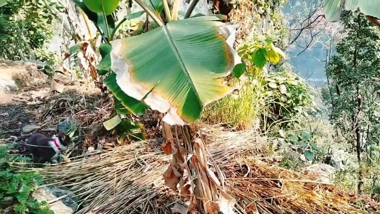 Angata and Friends | Funny Cats