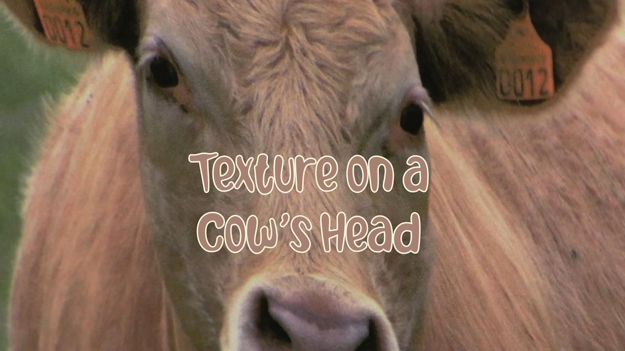 Quick Tip 590 - Texture on a Cow's Head