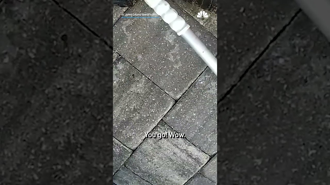 Video Shows Florida Deputy Pulling Gator Out Of Pool With His Bare Hands