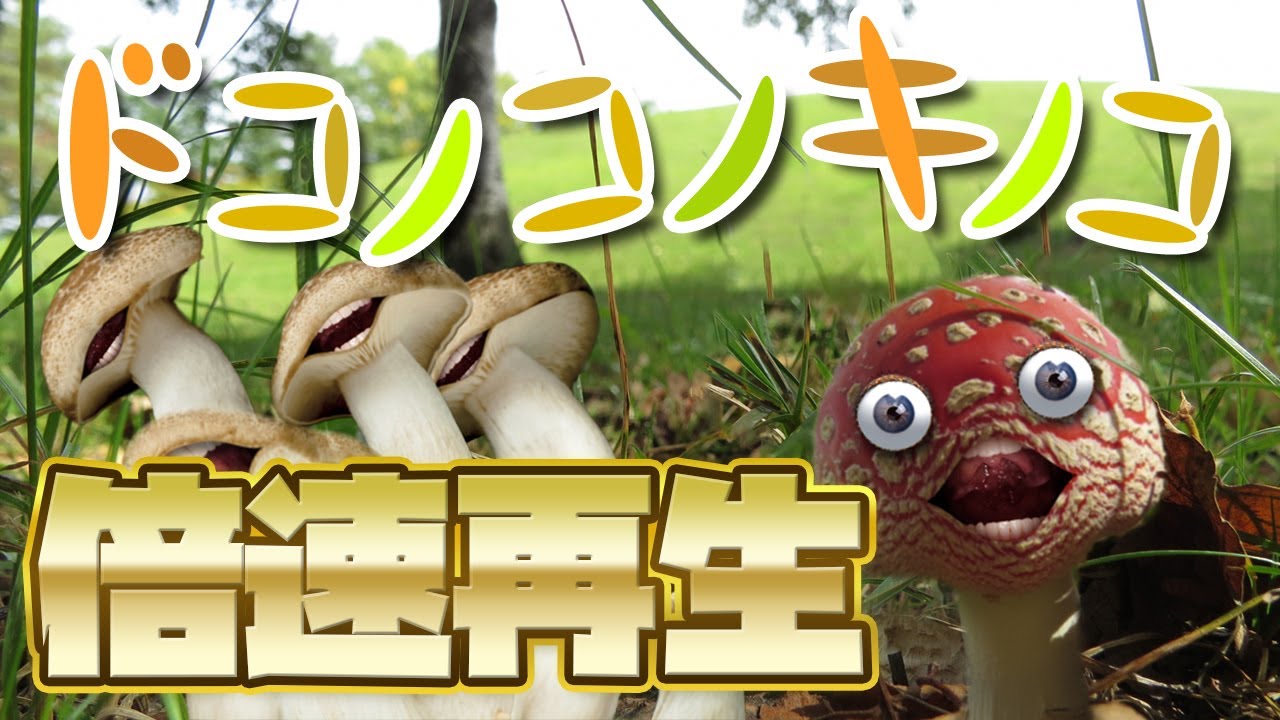 キノコノキノコノ様用テレビ ☆ドコノコノキノコ☆ - エグちゃんちの気まぐれ日記