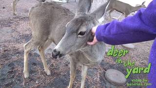 My deer friends 2017 - Deer in the Yard