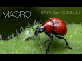 Macro Photography with Laowa 60 mm F2.8 Ultra-Macro 2:1