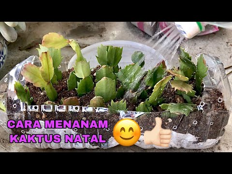 Cara menanam kaktus natal | How to grow cactus crab from cutting 크리스마스 선인장