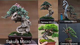 Bonsai Ulmus Micro, Serissa Micro, Sakura Micro, Sancang, Beringin Kimeng