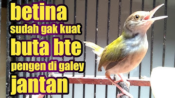 prenjak lumut betina latah gacor