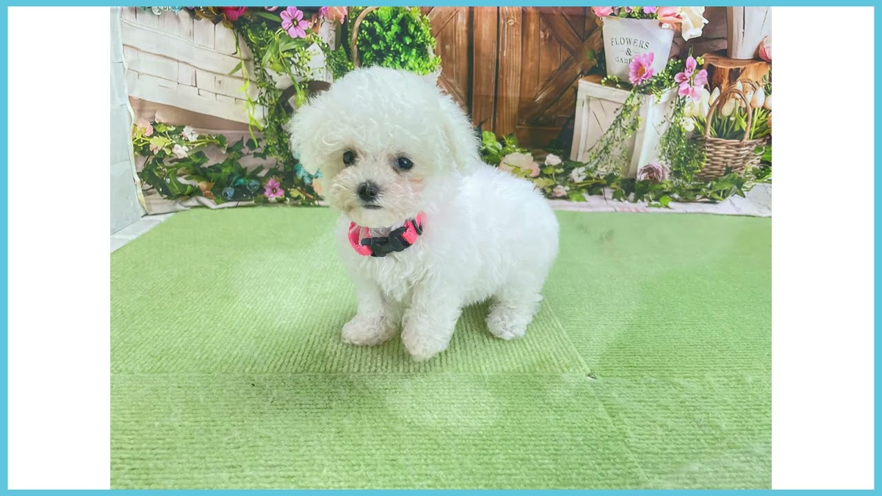 ビジョンフリーゼページ no.2232『 ビションフリーゼ 』 . . . . . . . . . #イラスト #漫画