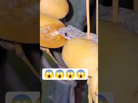 يا ريت تخلي بالكم