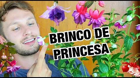 Como recuperar a brinco-de-princesa?