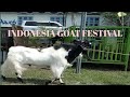 Indonesia Goat Festival | Kontes Kambing Etawa Kaligesing di Yogyakarta
