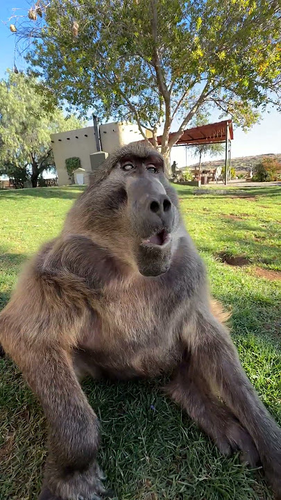 Have you ever hear a baboon do this..? 😆🐒