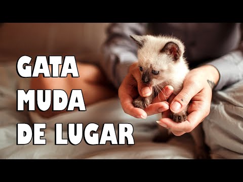 Vídeo: Como parar um cão de morder