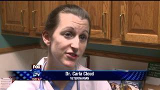Fanchon Stinger: FDA Warning, Dangerous Dog Treats 2011