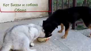 кот и собака едят из одной миски