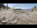 2015.3.27(金)榛名梅林にて(群馬県高崎市)