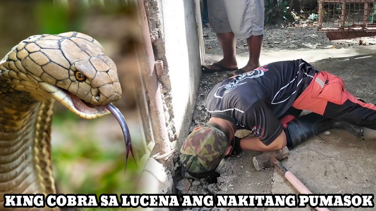 TOL COBRA MUNTIKAN NA MAKAGAT NG NIRESCUENG KING COBRA 
